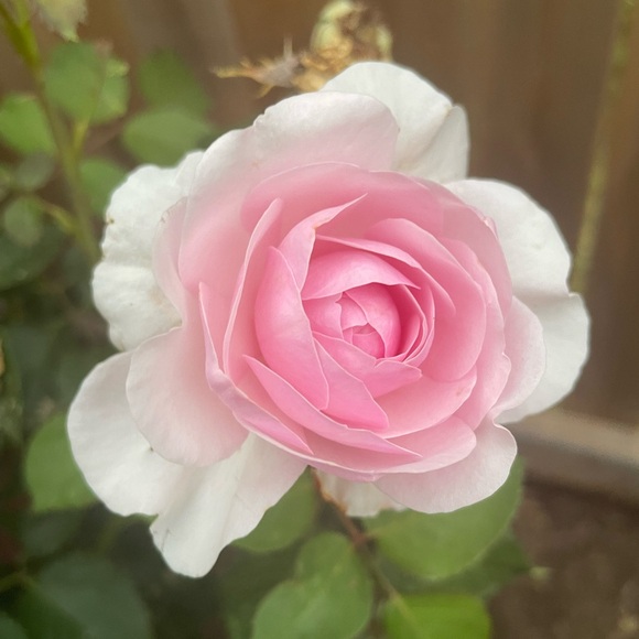 Meet me!! Hi guys! :) - Picture 1 of 1